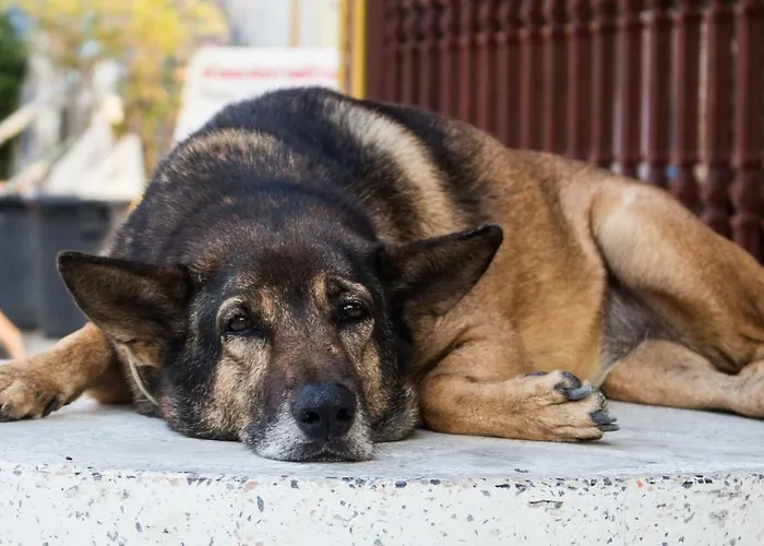 Schmugglerpatt Lägenhet *